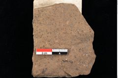 Foto (Detailansicht) von Chana parschlugiana Ettingshausen (NHMW-GEO-2024-0188-0103)